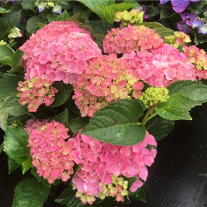 Hydrangea macr. Rose kopen